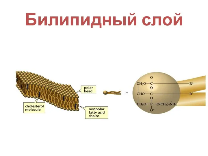 Билипидный слой