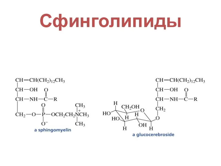 Сфинголипиды