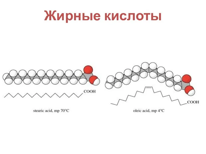 Жирные кислоты