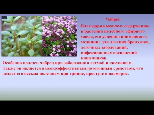 Чабрец Благодаря высокому содержанию в растении целебного эфирного масла, его успешно применяют