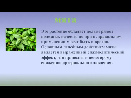 мята Это растение обладает целым рядом полезных качеств, но при неправильном применении