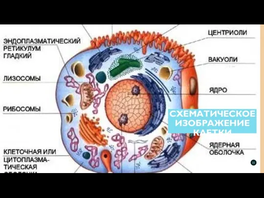 СХЕМАТИЧЕСКОЕ ИЗОБРАЖЕНИЕ КЛЕТКИ