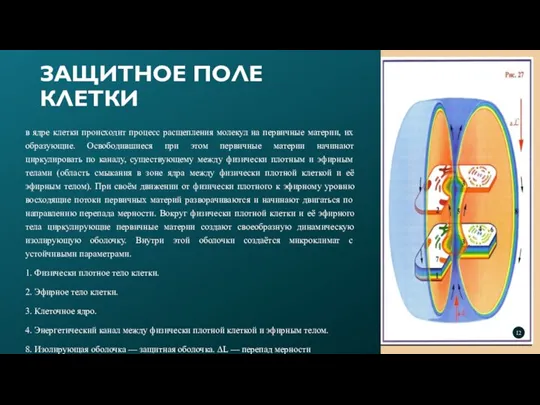 в ядре клетки происходит процесс расщепления молекул на первичные материи, их образующие.