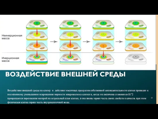 Воздействие внешней среды на клетку и действие токсичных продуктов собственной жизнедеятельности клетки