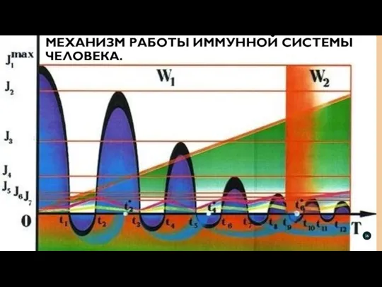 МЕХАНИЗМ РАБОТЫ ИММУННОЙ СИСТЕМЫ ЧЕЛОВЕКА.