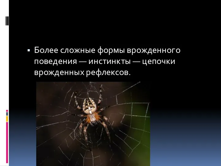 Более сложные формы врожденного поведения — инстинкты — цепочки врожденных рефлексов.