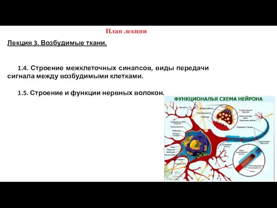 План лекции Лекция 3. Возбудимые ткани. 1.4. Строение межклеточных синапсов, виды передачи