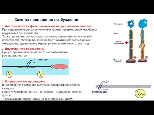 Законы проведения возбуждения 1. Анатомическая и физиологическая непрерывность волокна. При перерезке нервных