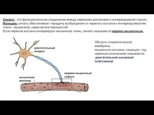 Синапс - это функциональное соединение между нервными волокнами и иннервируемой тканью. Функция: