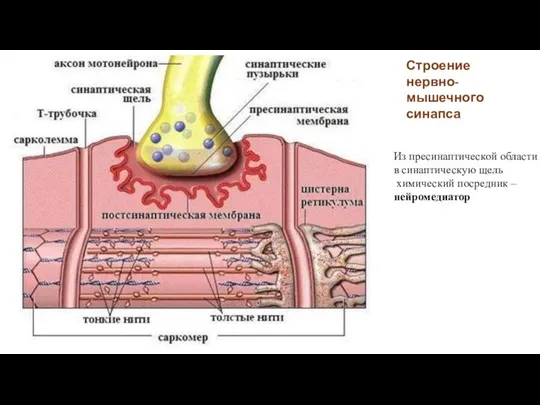 Строение нервно-мышечного синапса Из пресинаптической области в синаптическую щель химический посредник – нейромедиатор