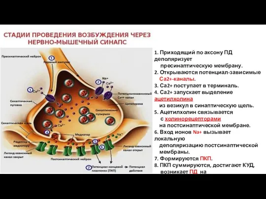 1. Приходящий по аксону ПД деполяризует пресинаптическую мембрану. 2. Открываются потенциал-зависимые Са2+-каналы.