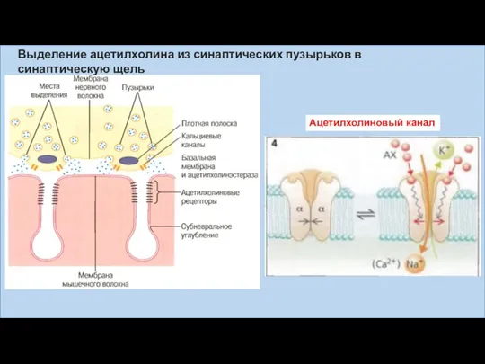Выделение ацетилхолина из синаптических пузырьков в синаптическую щель Ацетилхолиновый канал