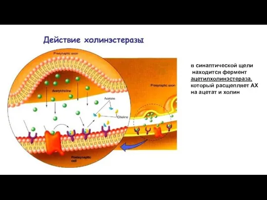 в синаптической щели находится фермент ацетилхолинэстераза, который расщепляет АХ на ацетат и холин