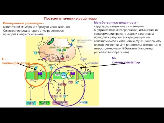 Ионотропные рецепторы – в клеточной мембране образуют ионный канал. Связывание медиатора с