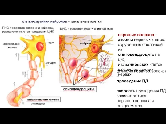 нервные волокна – аксоны нервных клеток, окруженные оболочкой из олигодендроцитов в цнс,