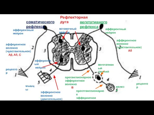 Рефлекторная дуга соматического рефлекса вегетативного рефлекса рецептор рецептор афферентное волокно (чувствительное) Аβ,