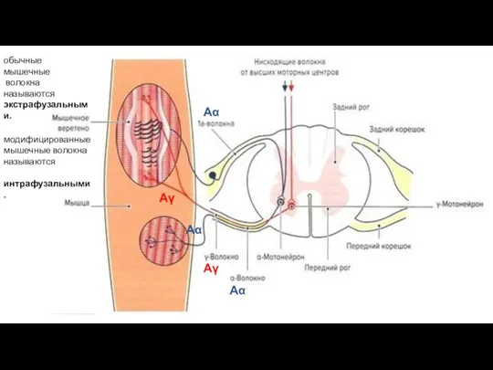 Аα Аγ обычные мышечные волокна называются экстрафузальными. модифицированные мышечные волокна называются интрафузальными . Аα Аγ Аα