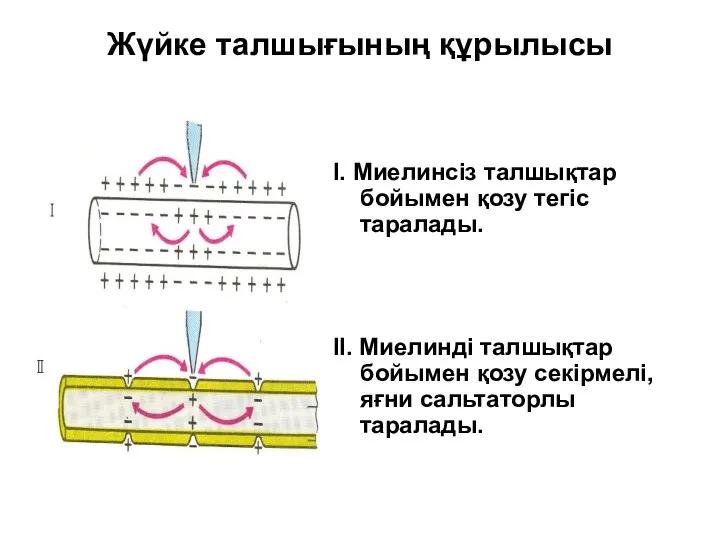 Жүйке талшығының құрылысы I. Миелинсіз талшықтар бойымен қозу тегіс таралады. II. Миелинді