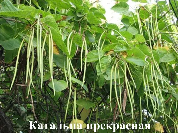 Катальпа прекрасная