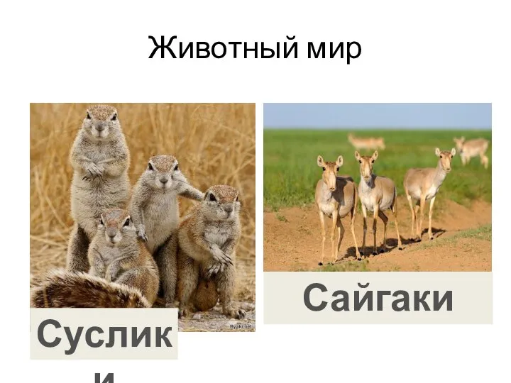 Животный мир Суслики Сайгаки