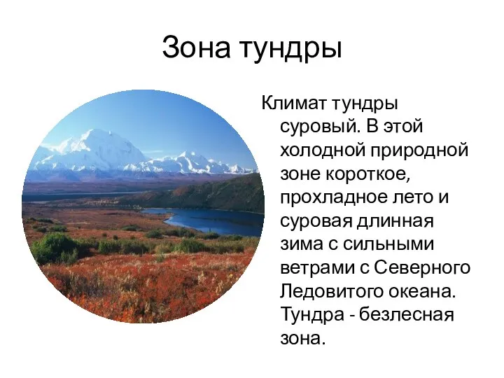 Зона тундры Климат тундры суровый. В этой холодной природной зоне короткое, прохладное