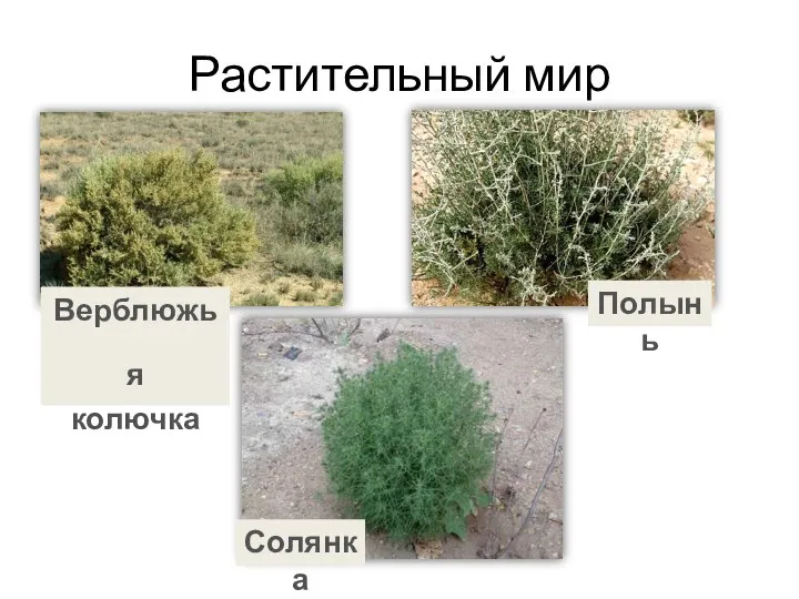 Растительный мир Солянка Верблюжья колючка Полынь