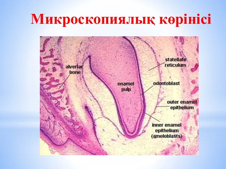 Микроскопиялық көрінісі