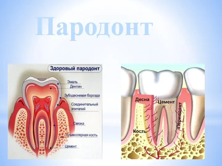 Пародонт