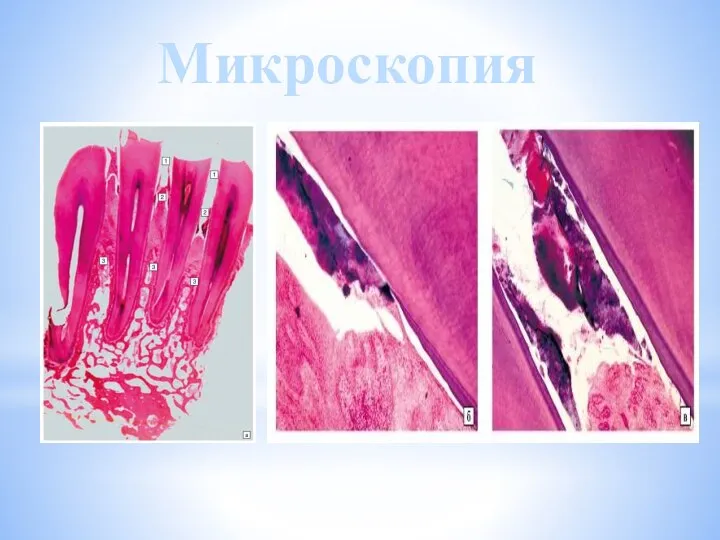 Микроскопия