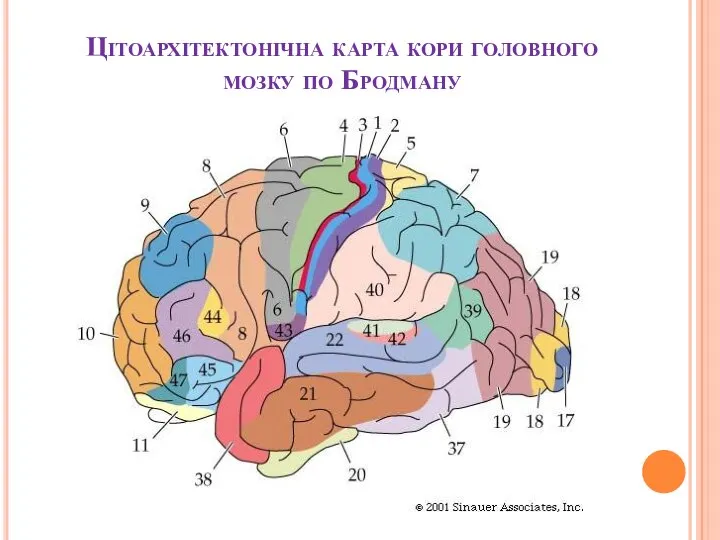 Цітоархітектонічна карта кори головного мозку по Бродману