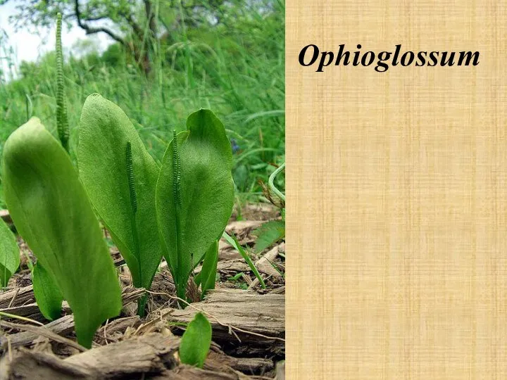 Ophioglossum