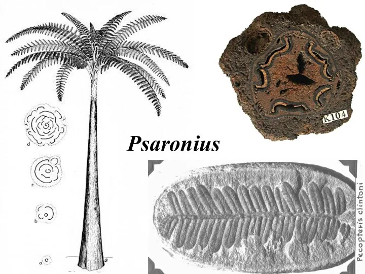 Psaronius