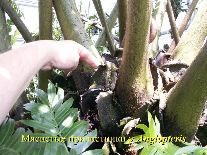 Мясистые прилистники у Angiopteris