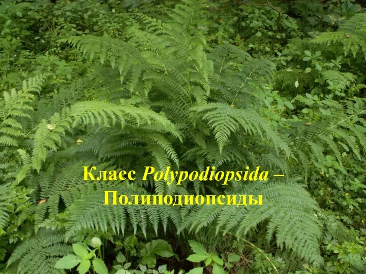 Класс Polypodiopsida – Полиподиопсиды