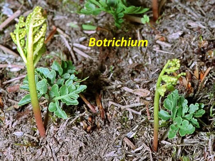 Botrichium