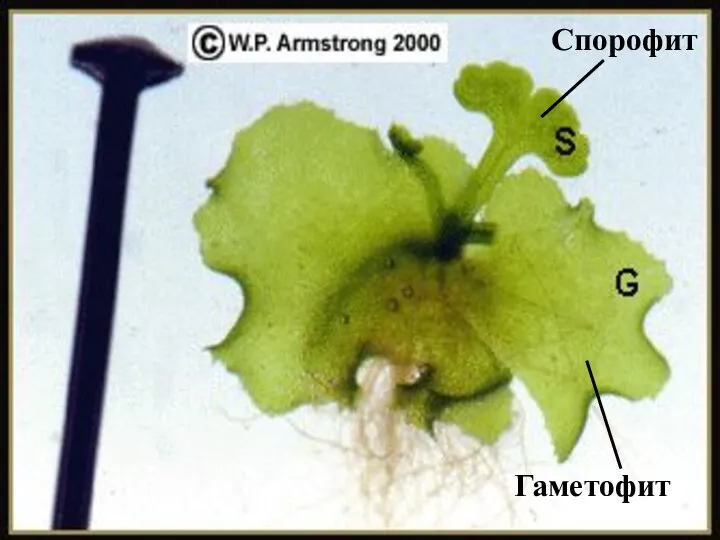 Гаметофит Спорофит
