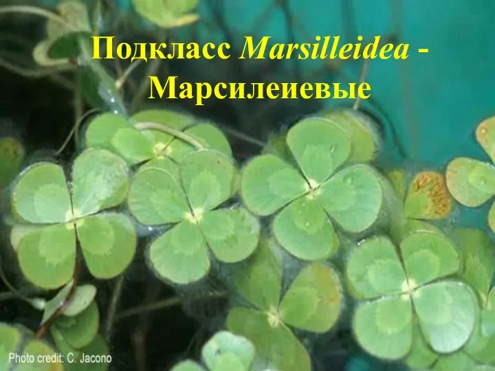 Подкласс Marsilleidea - Марсилеиевые