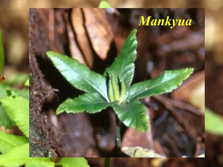 Mankyua