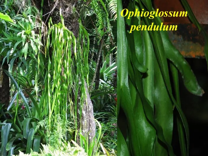 Ophioglossum pendulum