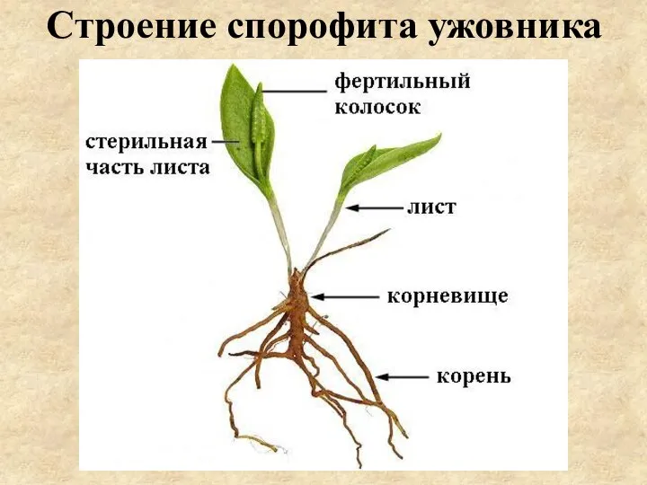 Строение спорофита ужовника