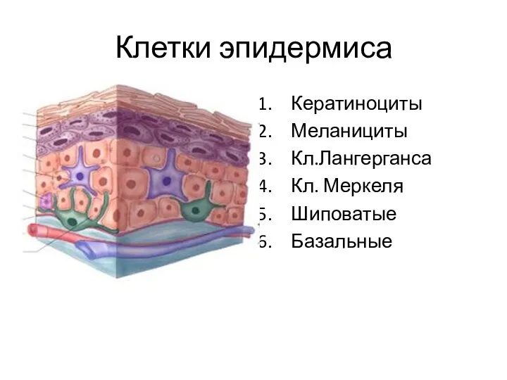 Клетки эпидермиса Кератиноциты Меланициты Кл.Лангерганса Кл. Меркеля Шиповатые Базальные