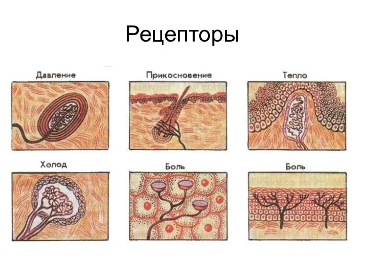 Рецепторы