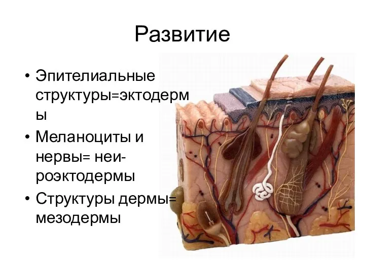 Развитие Эпителиальные структуры=эктодермы Меланоциты и нервы= неи-роэктодермы Структуры дермы= мезодермы