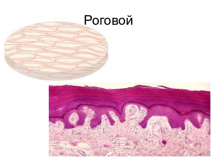 Роговой