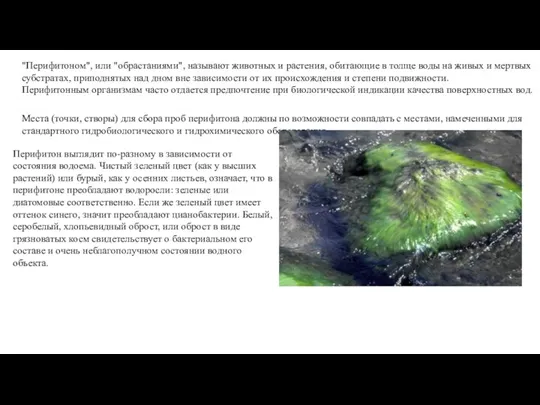 "Перифитоном", или "обрастаниями", называют животных и растения, обитающие в толще воды на