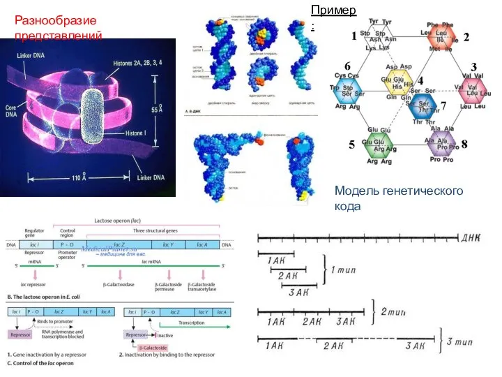 Модель генетического кода Разнообразие представлений Пример: