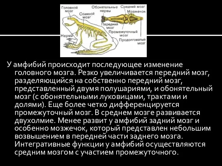 У амфибий происходит последующее изменение головного мозга. Резко увеличивается передний мозг, разделяющийся