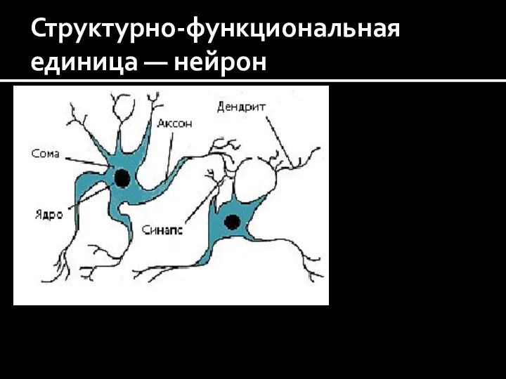 Структурно-функциональная единица — нейрон