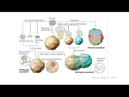 Paşca, Sergiu P., 2019
