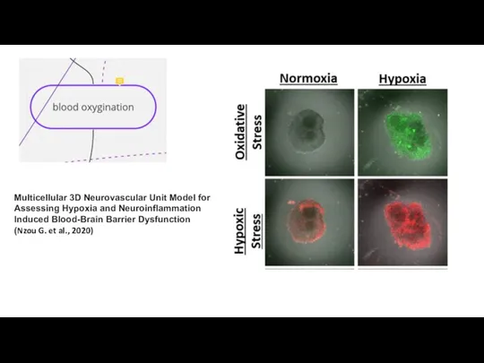 Multicellular 3D Neurovascular Unit Model for Assessing Hypoxia and Neuroinflammation Induced Blood-Brain